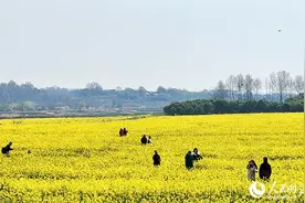 湖北武汉：油菜花开铺锦绣图片