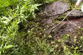 砍伐古树名木“名单” 外的山野老树，为何还是被判危害国家重点保护植物罪？图片