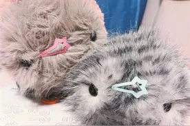 不用喂养不用遛 伴你欢喜伴你忧 AI宠物能陪你一辈子图片