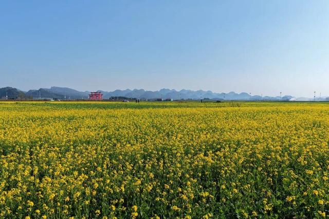 这个春节罗平超多精彩活动，陪你欢喜过大年！