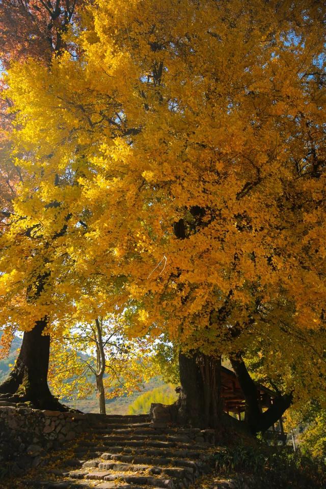 金灿灿的浓度到顶格！浙两天就是最佳观赏期