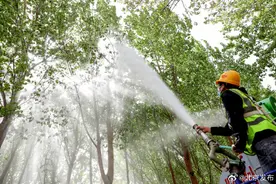 北京12部门联动治理杨柳飞絮图片