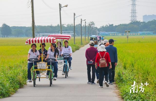 图集｜金黄田园上线！中山崖口稻田迎最佳观赏期