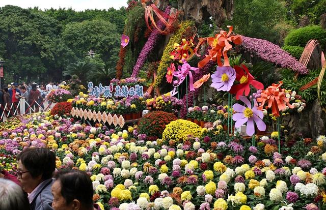 福建福州：4万余盆菊花展出