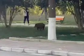 两只野猪在南京一高校校园内奔跑？保卫处：经驱赶，已离开图片