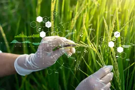 大米越来越好吃！高温下如何稳产？中国有了重大发现——图片