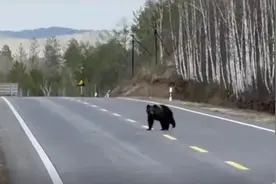 男子大兴安岭自驾偶遇熊出没，官方：它刚结束冬眠出来觅食图片