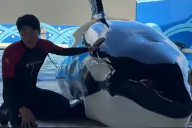 上海一海洋公园急招3名全职“虎鲸搓澡工”，月入过万！网友：这可是真正的带薪摸鱼图片