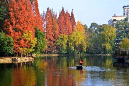阳光下的水杉是自然的馈赠！冬季里的大美中国