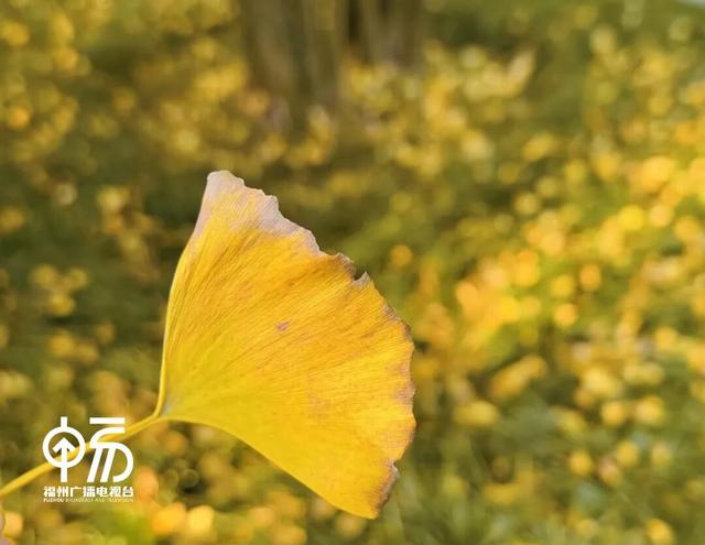 黄了！黄了！福州这里迎来颜值高峰！