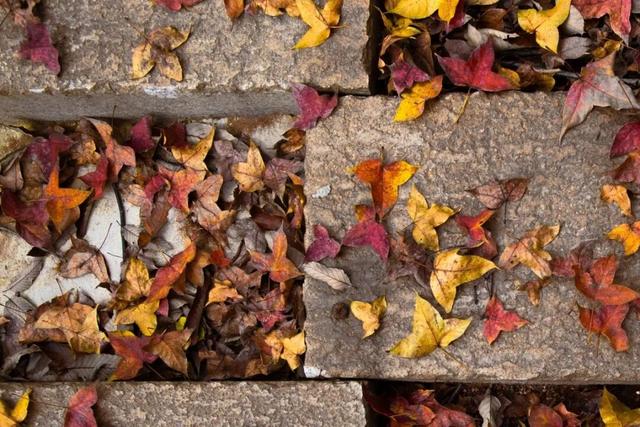 去有“枫”的地方，团风大崎山“枫”景正好！