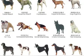 苏州禁养这38种烈性犬！图片
