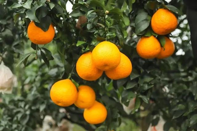 河南初冬的第一口甜，等你来尝！