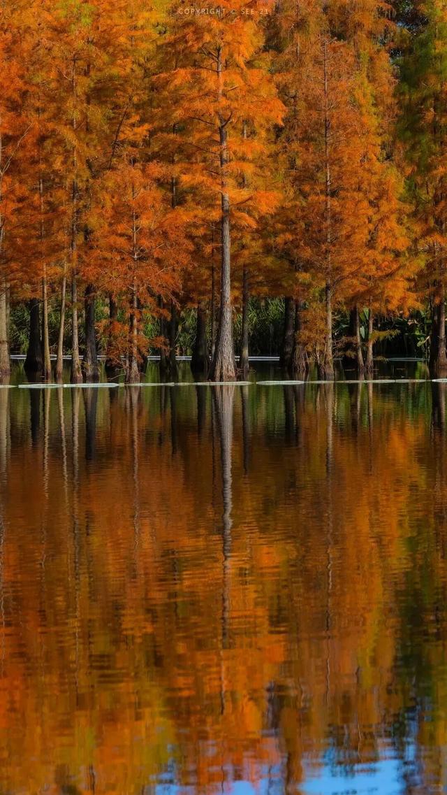 成都限定红！水杉最美季节上线，赶紧打卡
