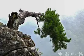 媲美黄山迎客松，湖北堵河源松树屹立悬崖之巅图片