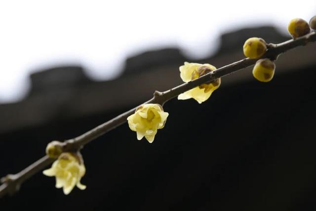 开了！开了！南湖，pong香！