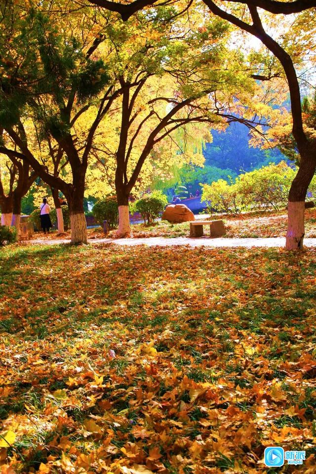 初冬，收藏一封大地写给天空的情书