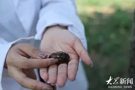 林下“种”菌蝉 亩增4000+图片