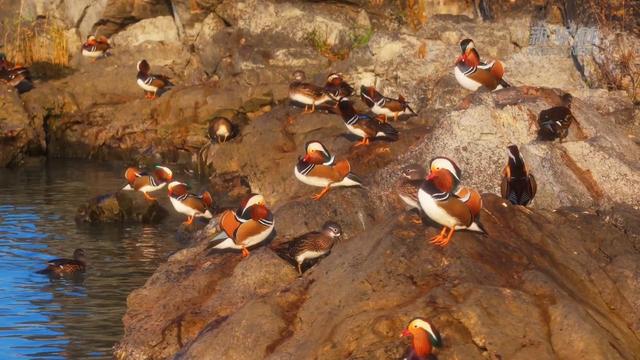 江苏无锡：一湖碧水间 百余只鸳鸯成群悠游 - 今日头条