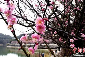 大寒节气：福州千年古刹林阳寺梅花绽放图片
