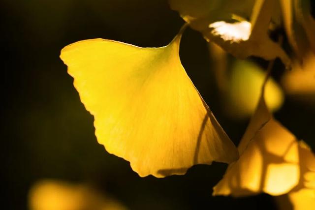 限时绝美！年度顶流！