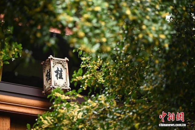 杭州西湖十景之“满陇桂雨”迎来最佳观赏期