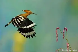 美丽的戴胜鸟图片