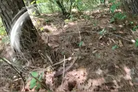 毒蛇出没！驴友爬山被咬，幸亏得到及时处理，野外防蛇“妙招”要谨记图片