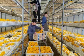 河南夏邑：特色产业助力农民致富增收图片