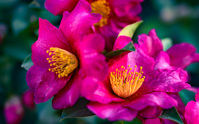 图说遂平：山茶花开映暖阳