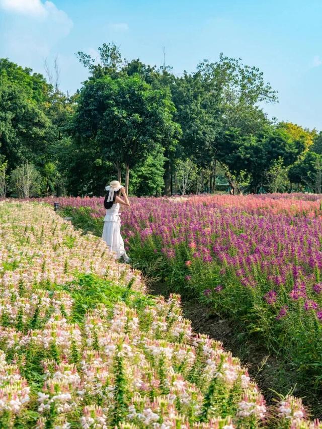 地铁直达！广州20000㎡醉蝶花海，美得好不真实！