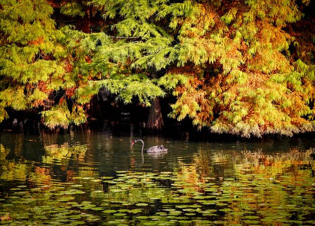 红黄渐变映湖光 燕雀湖落羽杉太美！