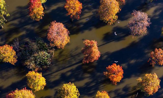 涨渡湖湿地公园池杉林：“水上森林”冬景美如画