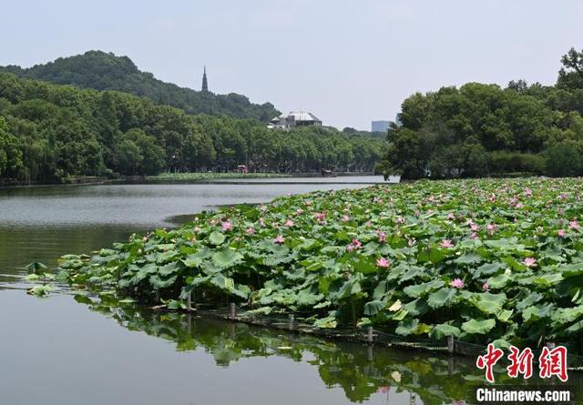 杭州西湖荷花迎盛花期 夏日美景吸引游人
