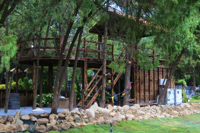 日照茶山牧场：一片茶香萦绕的治愈绿野