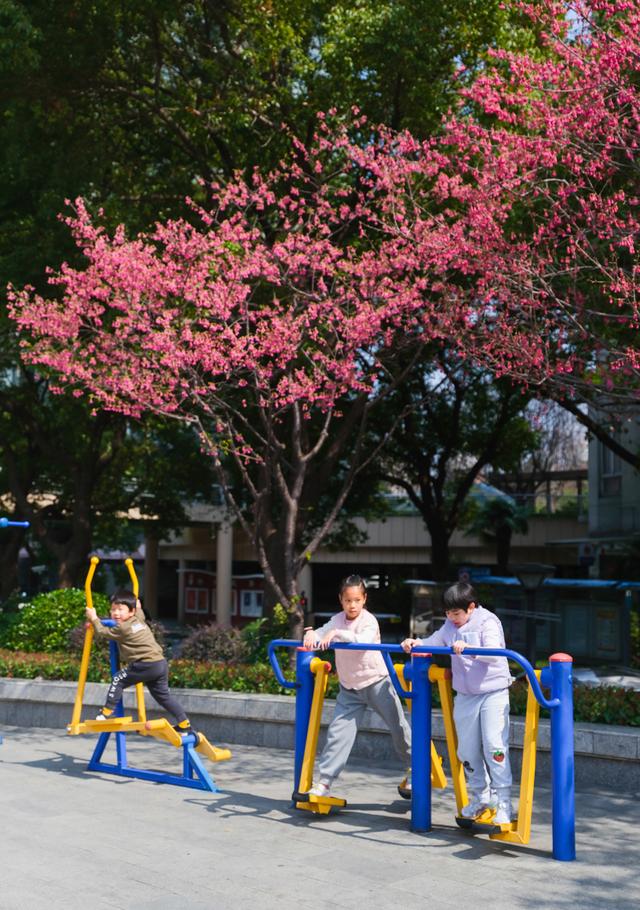 苏州河边绯樱盛放，成为早春里一抹亮色