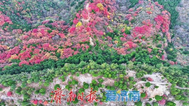 藏于深山待人识！济南西营李家庄东侧山野披“红装”，免费打卡正当时