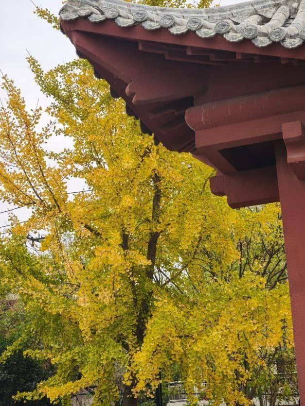 风光正好！来天门邂逅冬日暖阳