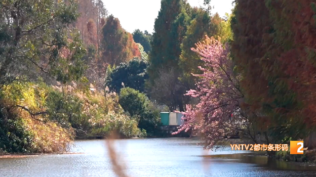 ​冬日限定美景上线！大观公园庾园冬樱花迎来盛花期