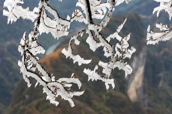 一眼心动！雾凇，山巅的“冰雪派对”