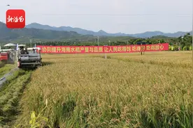 果然有种 | 亩产551.7公斤 万建民院士优质香稻新品种首次海南试种示范成功图片
