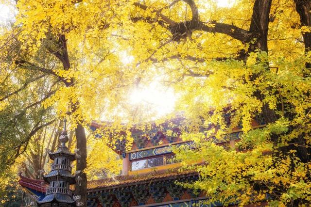 一年只此一季！鄂州网红古银杏进入最佳观赏期，错过再等一年！