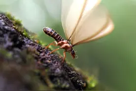 白蚁又袭上海图片