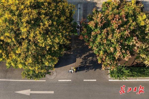 三色栾树挂枝头，三镇街头秋意浓