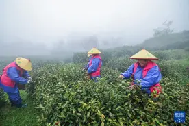 杭州富阳：高山云雾茶进入采收季图片