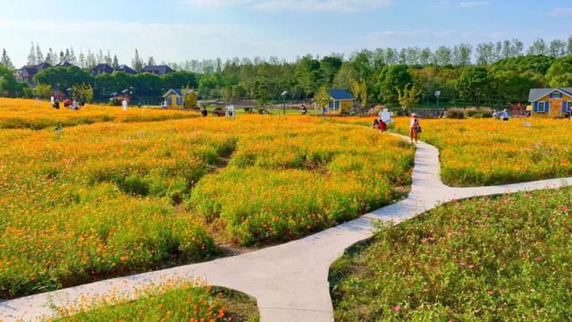 免费！上海近郊23000平方米硫华菊花海缤纷绽放→