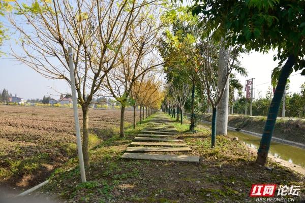秋游时刻丨在安乡县关保村，步入田园诗画里