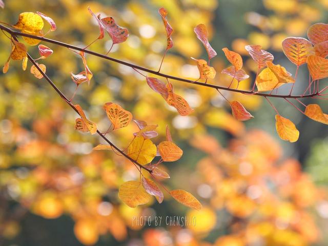 北京号最精彩 | 斑斓秋色！京城这些彩叶点位等您来