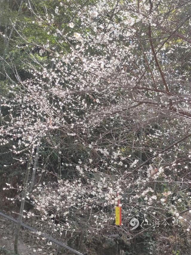 错过了等明年，仙游冬日浪漫已上线！打卡去！