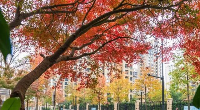 秋冬限定的普陀，美到让人流连忘返，你还不来打卡吗？